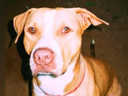Cachorro raça Pit-Bull idade 6 ou mais anos nome Sansão 