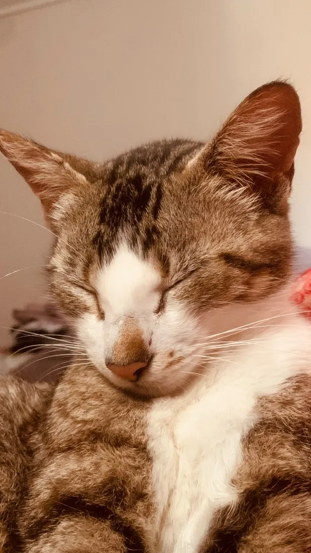 Gato raça SRD-ViraLata idade 2 anos nome miudinha 
