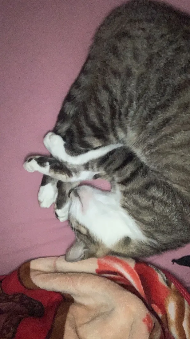 Gato raça SRD-ViraLata idade 2 anos nome miudinha 