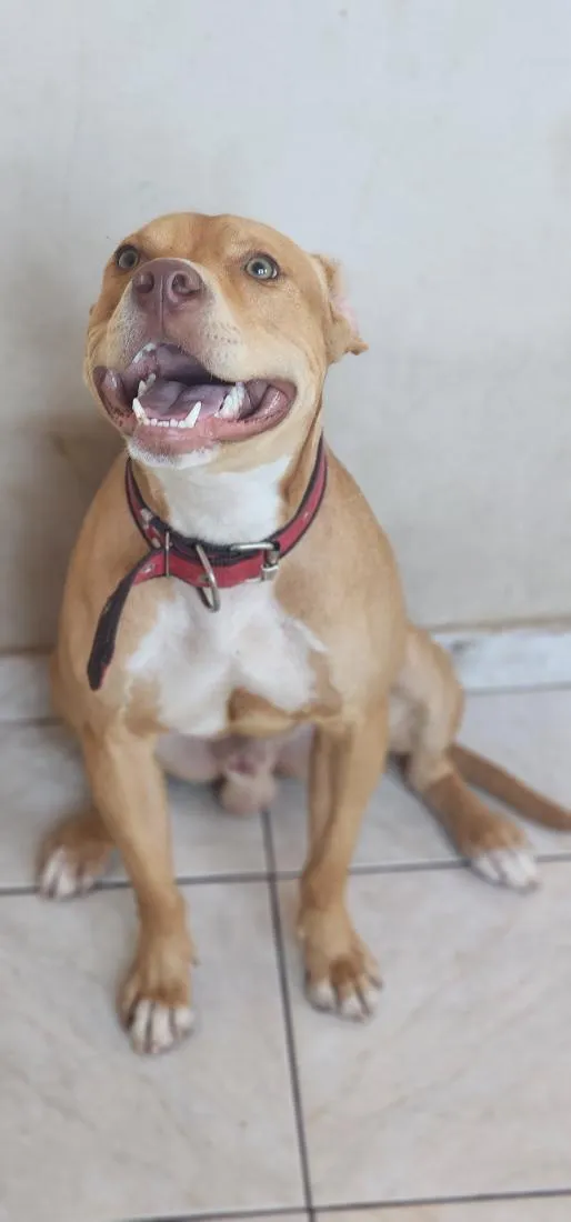 Cachorro raça SRD-ViraLata idade 1 ano nome Zeus