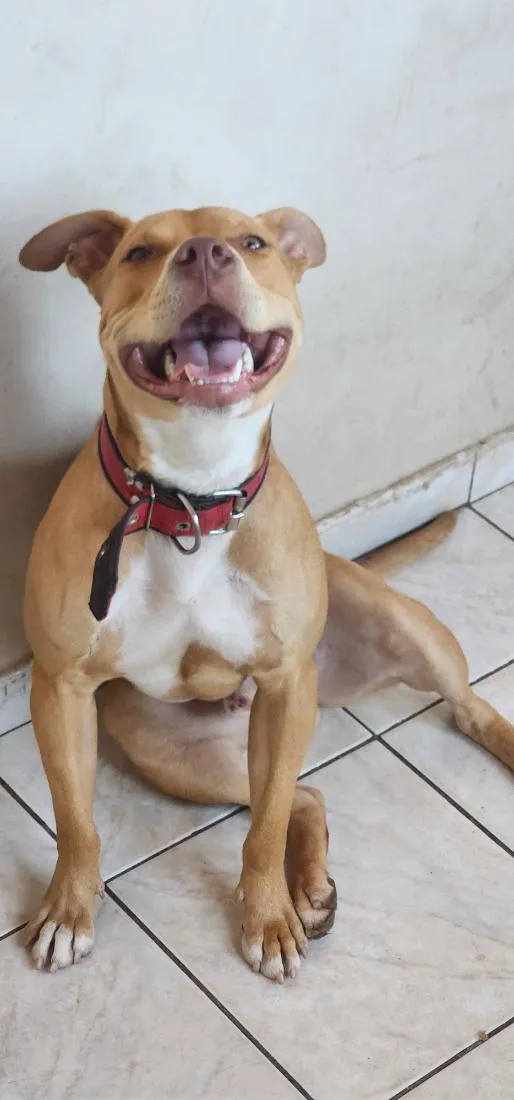Cachorro raça SRD-ViraLata idade 1 ano nome Zeus