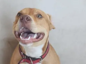 Cachorro raça SRD-ViraLata idade 1 ano nome Zeus