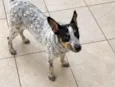 Mel 
