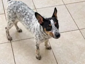 Cachorro raça SRD-ViraLata idade 7 a 11 meses nome Mel 
