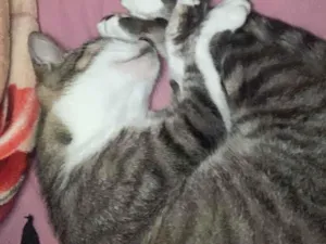 Gato raça SRD-ViraLata idade 2 anos nome miudinha 