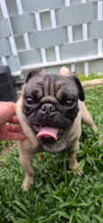 Frederico 