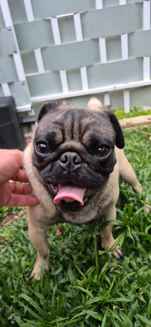 Cachorro raça SRD-ViraLata idade 7 a 11 meses nome Frederico 