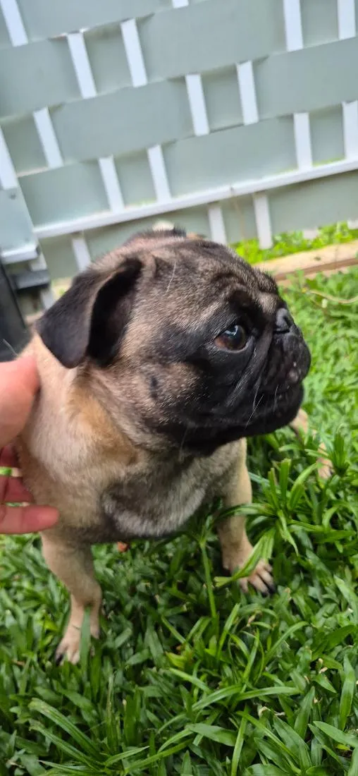 Cachorro raça SRD-ViraLata idade 7 a 11 meses nome Frederico 
