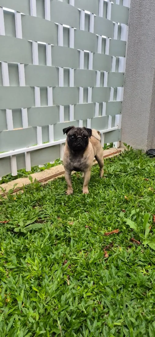 Cachorro raça SRD-ViraLata idade 7 a 11 meses nome Frederico 