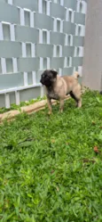 Frederico 