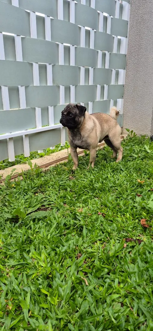 Cachorro raça SRD-ViraLata idade 7 a 11 meses nome Frederico 