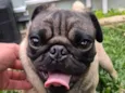 Frederico 