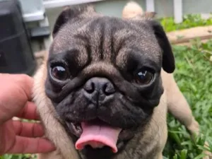 Cachorro raça SRD-ViraLata idade 7 a 11 meses nome Frederico 