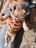 azul 