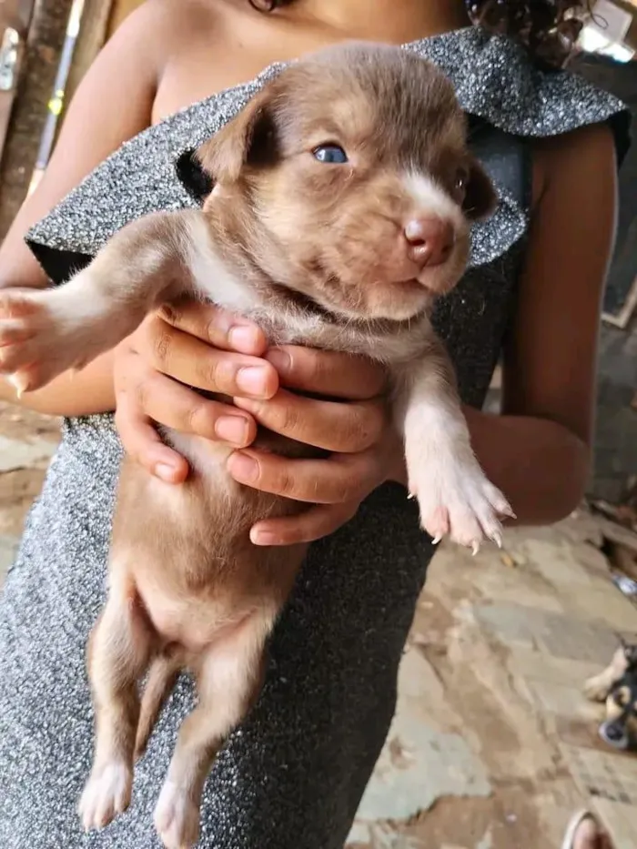 Cachorro raça SRD-ViraLata idade Abaixo de 2 meses nome azul 