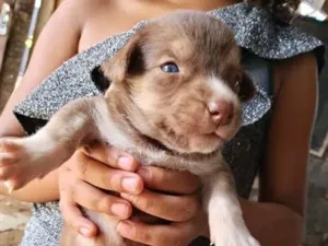 Cachorro raça SRD-ViraLata idade Abaixo de 2 meses nome azul 