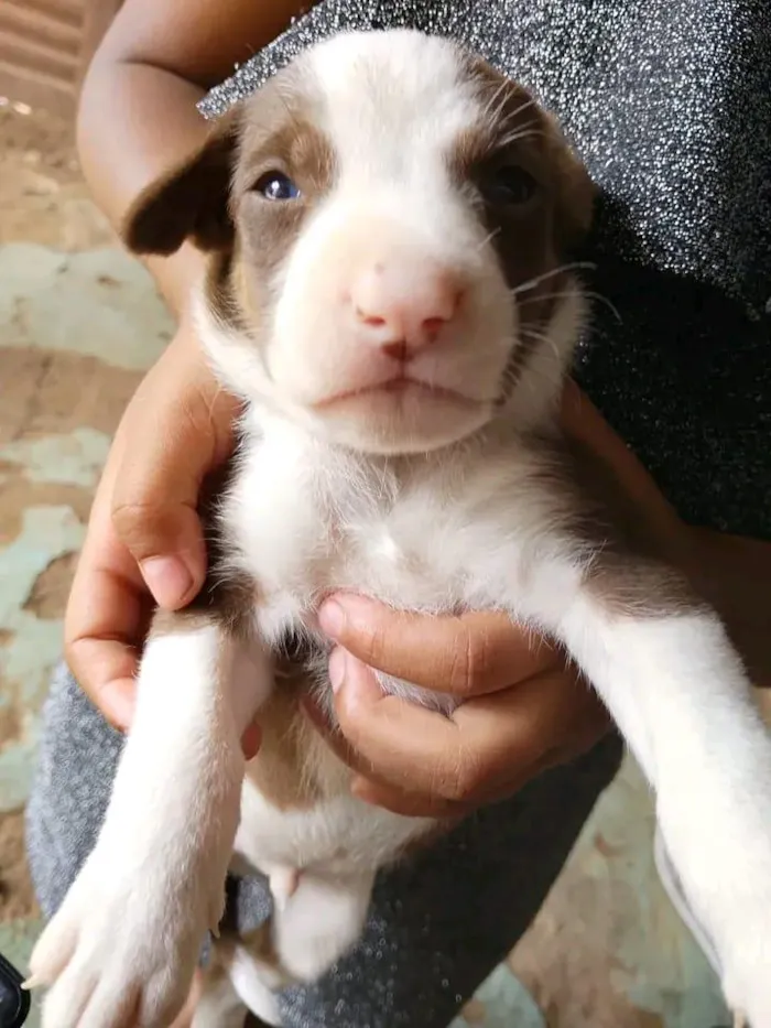 Cachorro raça SRD-ViraLata idade Abaixo de 2 meses nome Dois