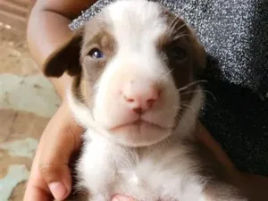Cachorro raça SRD-ViraLata idade Abaixo de 2 meses nome Dois