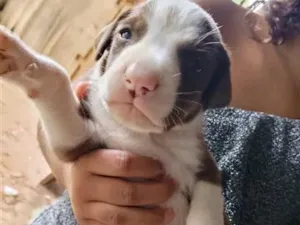 Cachorro raça SRD-ViraLata idade Abaixo de 2 meses nome 3