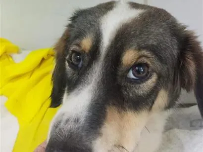 Cachorro raça SRD-ViraLata idade 1 ano nome Não possui nome