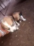 luna e Kiara 