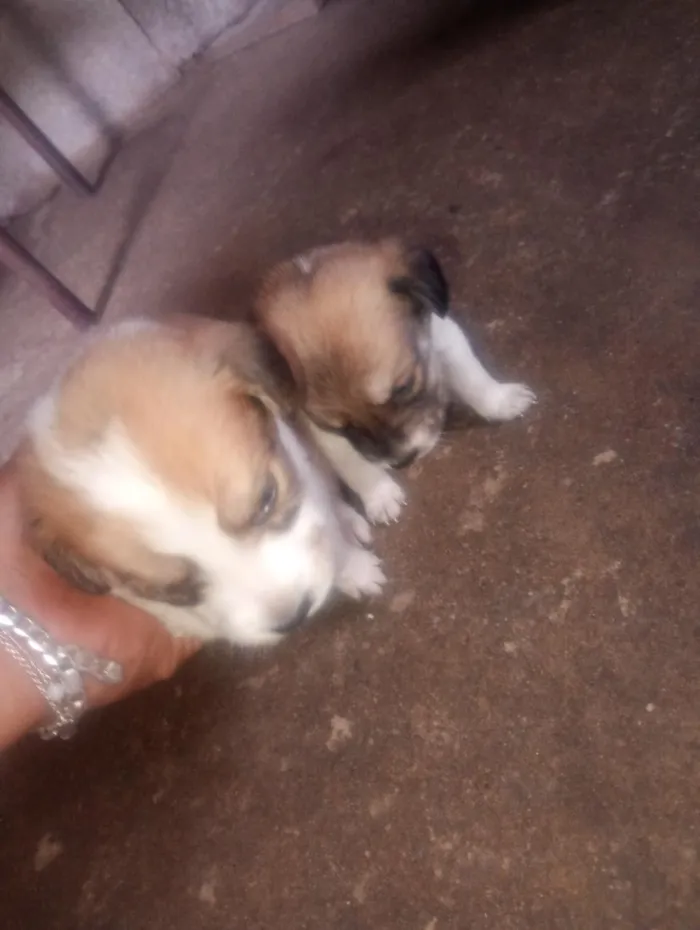 Cachorro raça SRD-ViraLata idade Abaixo de 2 meses nome luna e Kiara 
