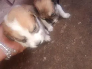Cachorro raça SRD-ViraLata idade Abaixo de 2 meses nome luna e Kiara 