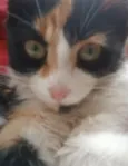 melody