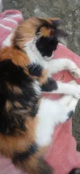 melody