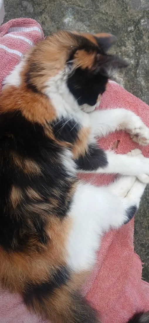 Gato raça SRD-ViraLata idade 2 a 6 meses nome melody