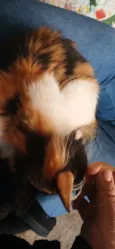 melody