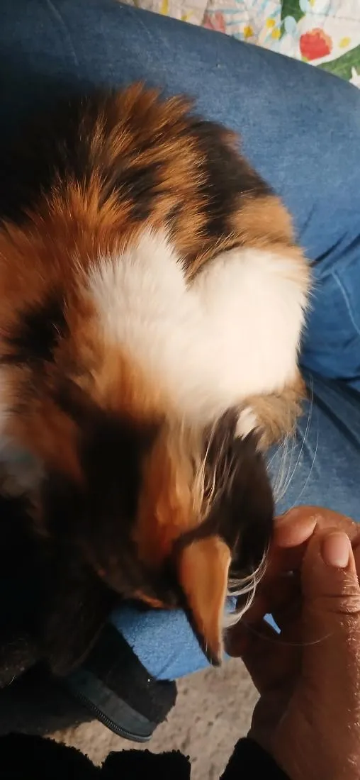 Gato raça SRD-ViraLata idade 2 a 6 meses nome melody