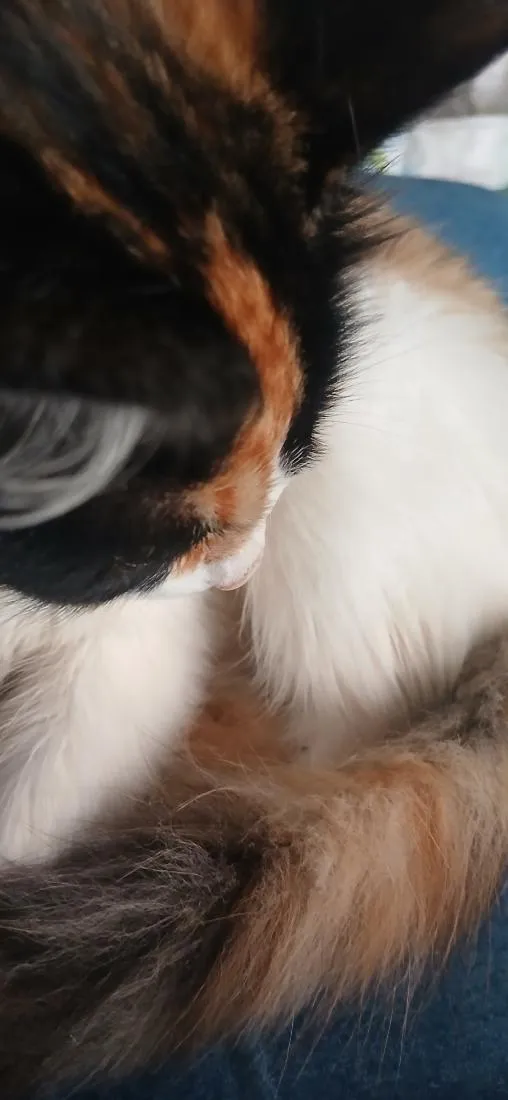 Gato raça SRD-ViraLata idade 2 a 6 meses nome melody