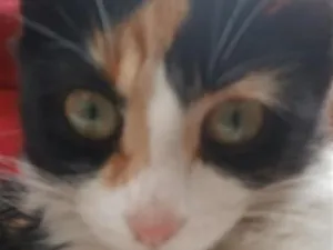 Gato raça SRD-ViraLata idade 2 a 6 meses nome melody