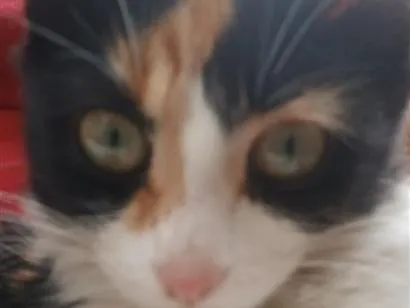 Gato raça SRD-ViraLata idade 2 a 6 meses nome melody