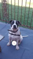 Brutus
