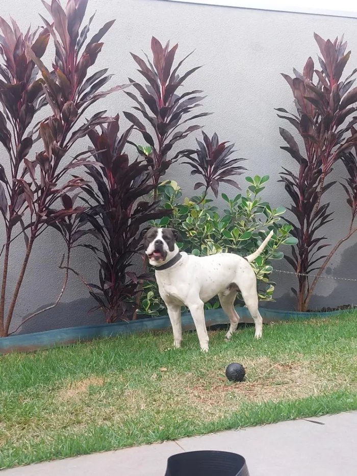 Cachorro raça Pit-Bull idade 7 a 11 meses nome Brutus