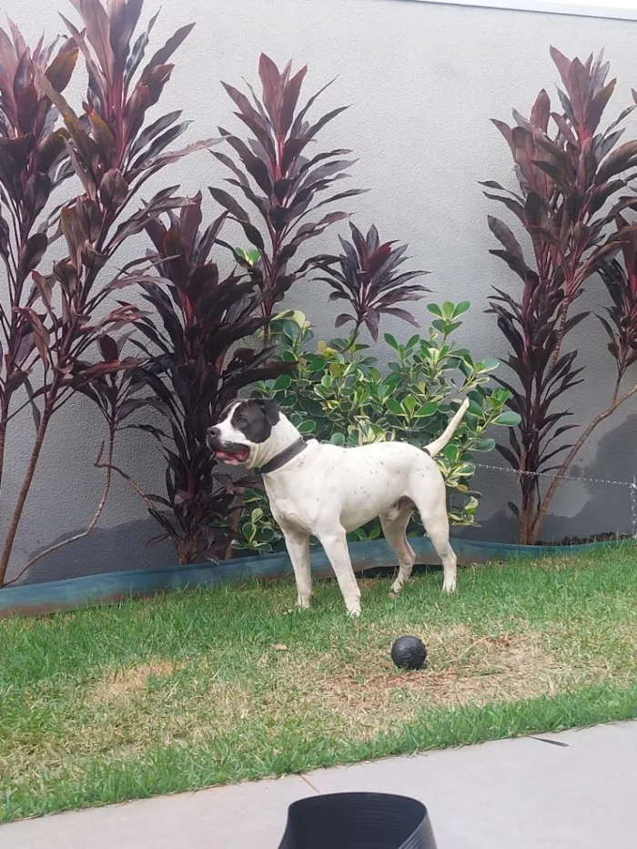 Cachorro raça Pit-Bull idade 7 a 11 meses nome Brutus