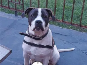 Cachorro raça Pit-Bull idade 7 a 11 meses nome Brutus