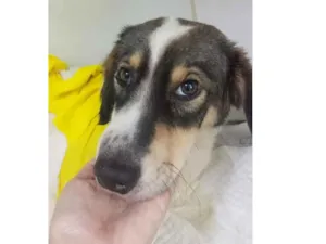 Cachorro raça SRD-ViraLata idade 1 ano nome Não possui nome