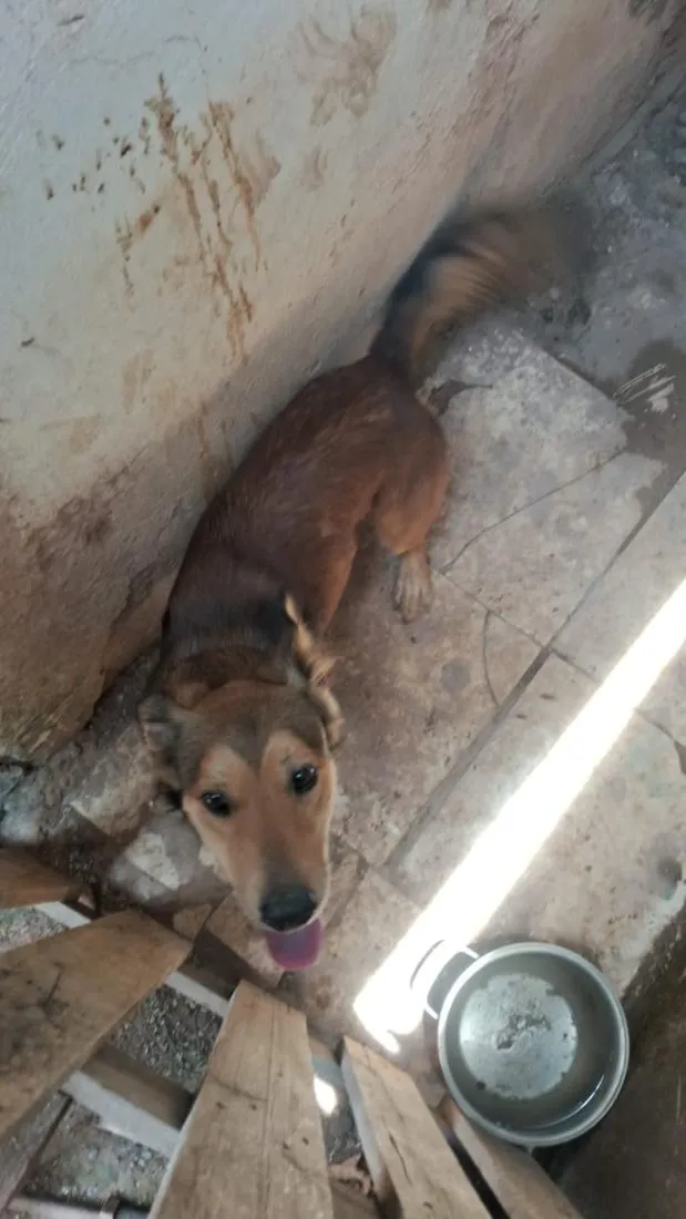 Cachorro raça SRD-ViraLata idade 2 anos nome Chefão