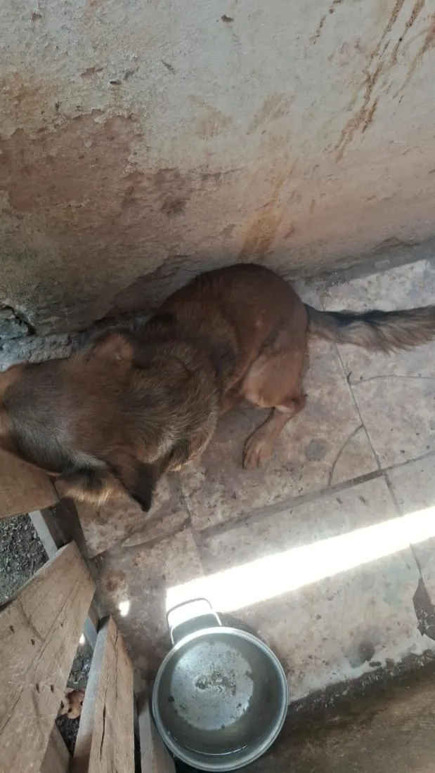 Cachorro raça SRD-ViraLata idade 2 anos nome Chefão