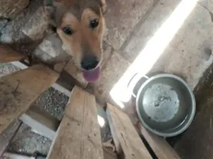 Cachorro raça SRD-ViraLata idade 2 anos nome Chefão