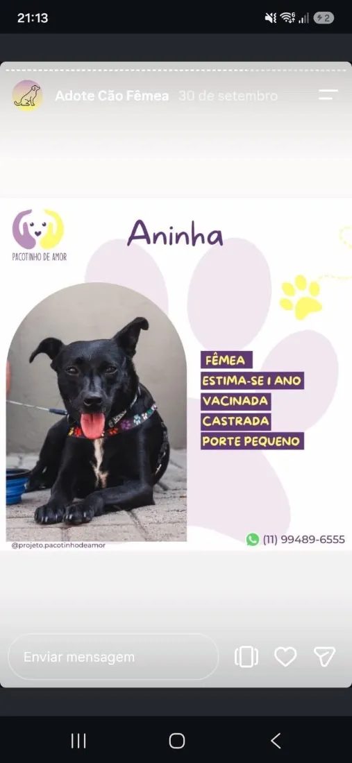 Cachorro raça SRD-ViraLata idade 1 ano nome Aninha