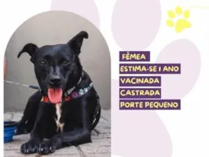 Cachorro raça SRD-ViraLata idade 1 ano nome Aninha