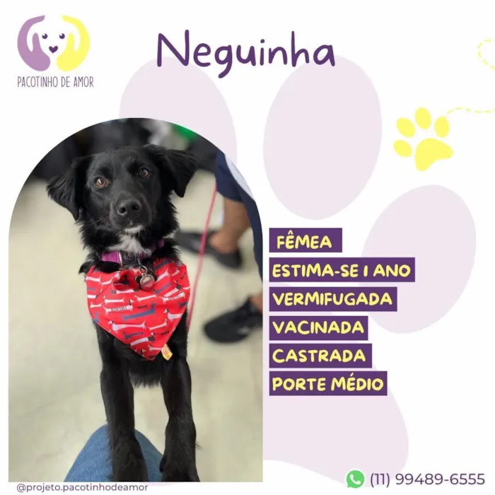 Cachorro raça SRD-ViraLata idade 1 ano nome Neguinha