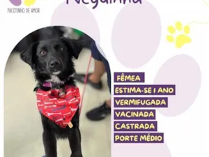 Cachorro raça SRD-ViraLata idade 1 ano nome Neguinha