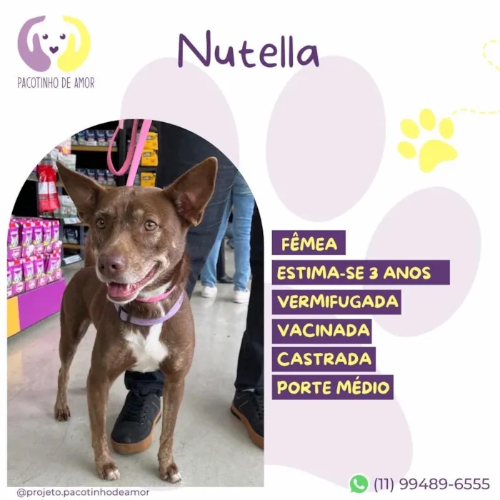 Cachorro raça SRD-ViraLata idade 3 anos nome Nutella