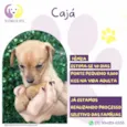 Cajá