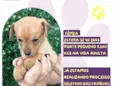 Cajá